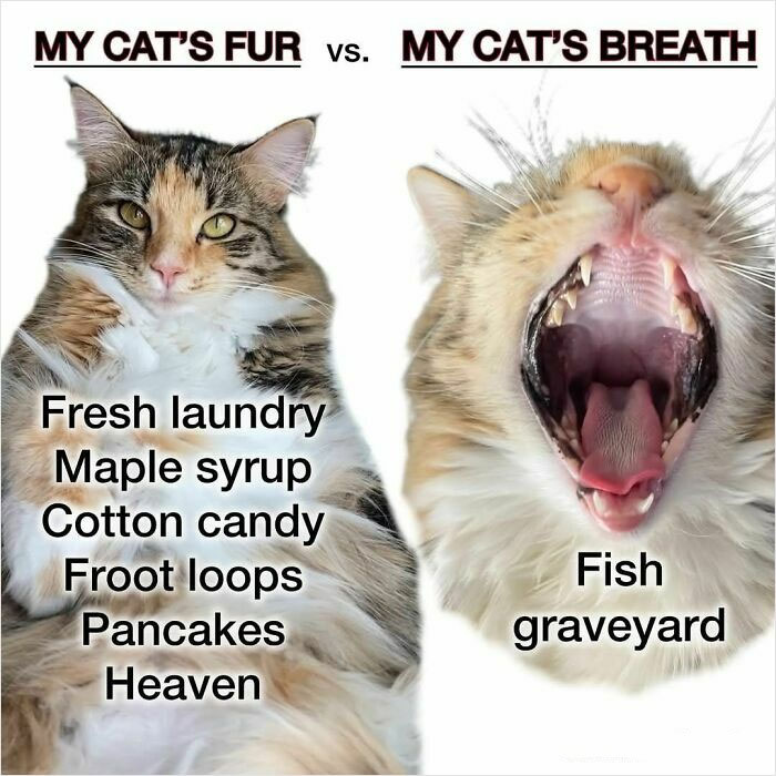Cat meme comparing fur to fresh scents and breath to fish smell, highlighting humorous random meme content.