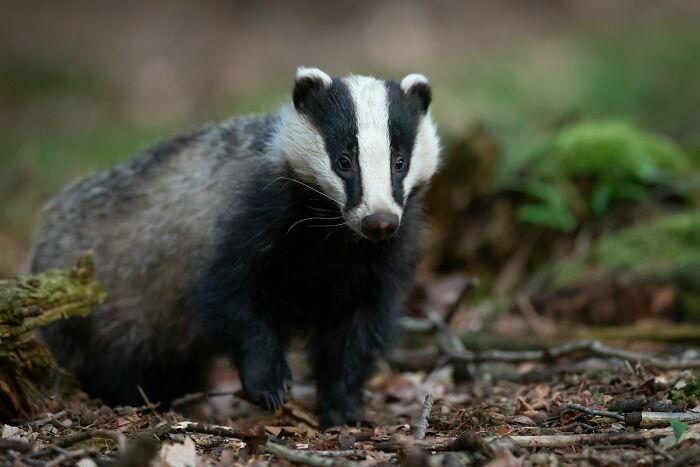 European badger in forest habitat, showcasing European wildlife Americans might not be aware of.