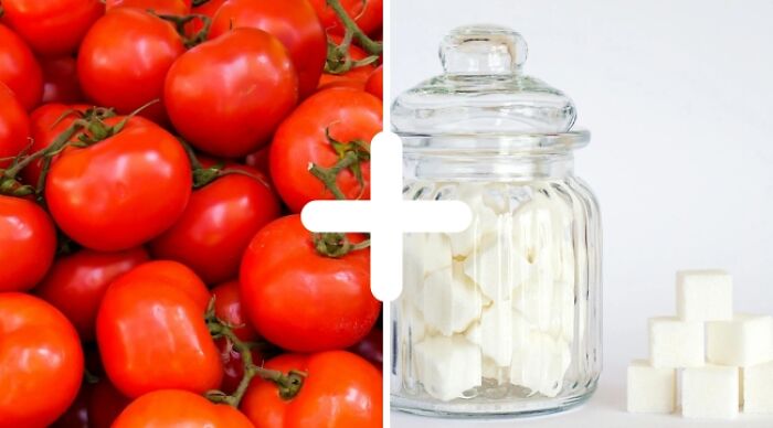 Weird food combo of tomatoes and sugar cubes in a jar, showcasing unusual culinary ideas.