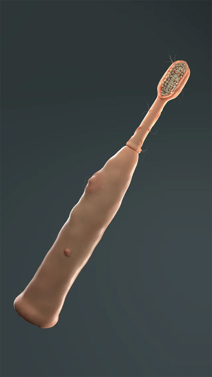 Cepillo de dientes de aspecto perturbador con diseño similar a piel humana, arruinando el día a quien lo observe.