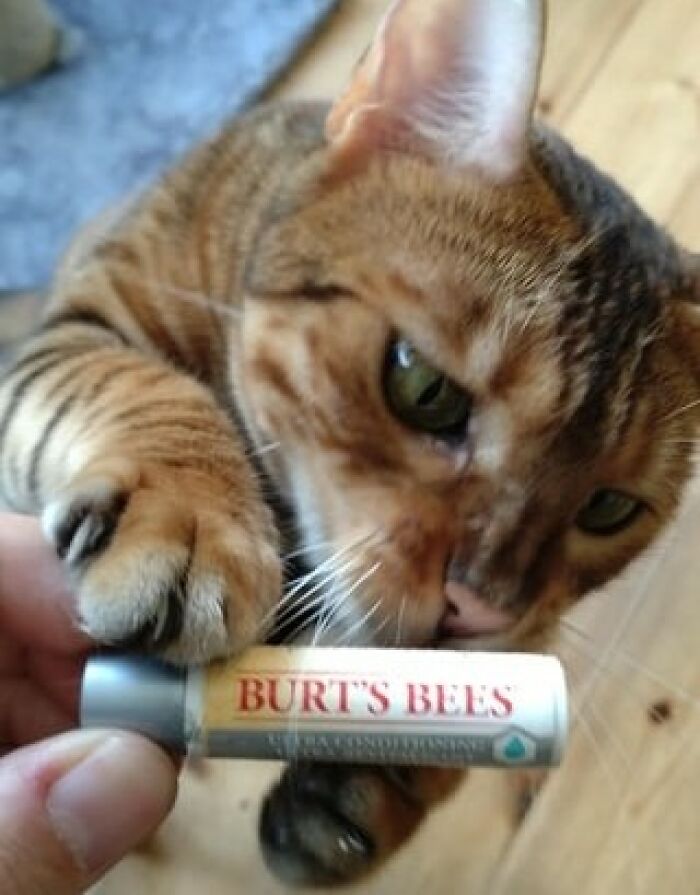 Cat playfully holding a Burt's Bees lip balm, showcasing unexpected cat gifts.