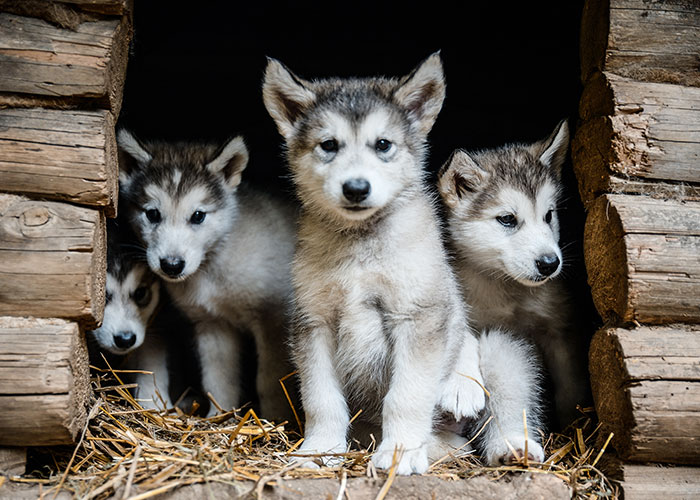 Four wolf pups in a wooden den, showcasing a wild and natural setting.