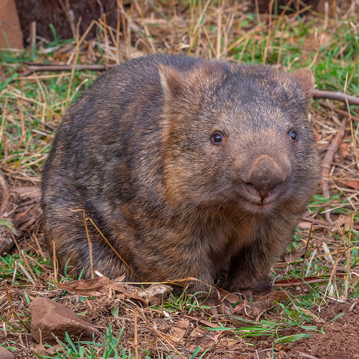 A wombat on grass in Australia, related to a call to deport an American tourist. A wombat on grass in Australia, related to a call to deport an American tourist.
