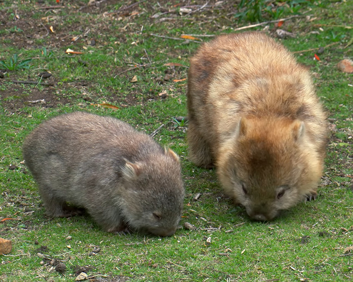 Wombat mother and baby foraging on grass. Wombat mother and baby foraging on grass.