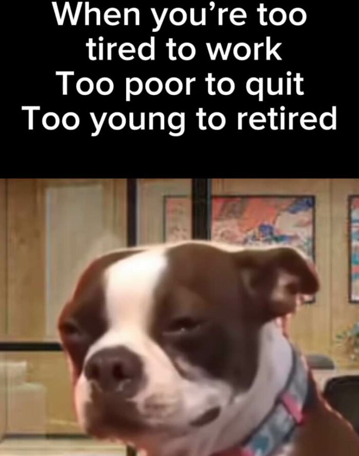 Dog meme with funny text highlights work burnout, featuring a tired Boston Terrier in an office setting.