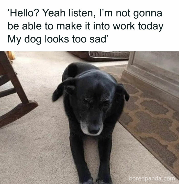 Sad dog meme about missing work due to emotional pet, highlighting funny work meme.
