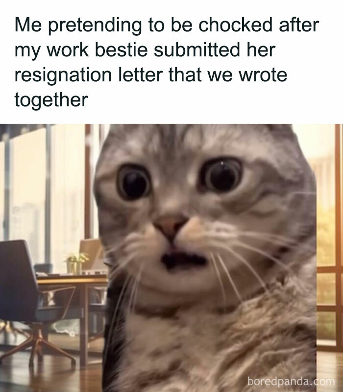 Cat with wide eyes sitting in an office, capturing a funny work meme moment of surprise.