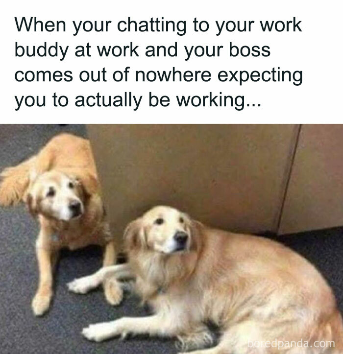 Two dogs lounging in an office, capturing a funny work meme about unexpected boss interruptions.