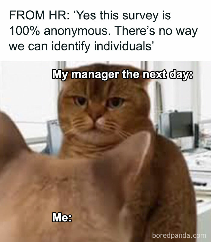 Cat meme showing workplace humor with a skeptical cat labeled "My manager the next day" following an "anonymous" survey.