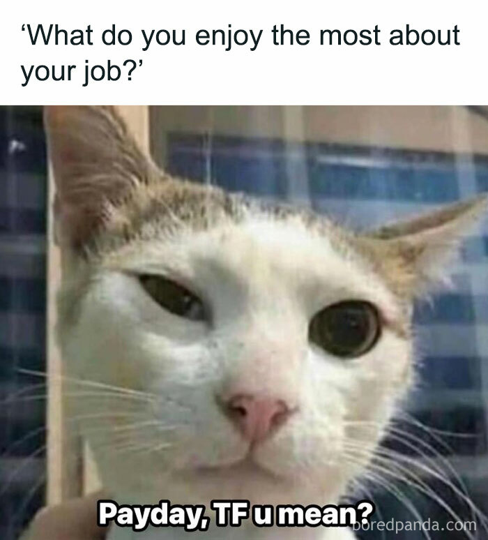 Cat meme about enjoying payday at work, conveying a humorous take on job satisfaction.