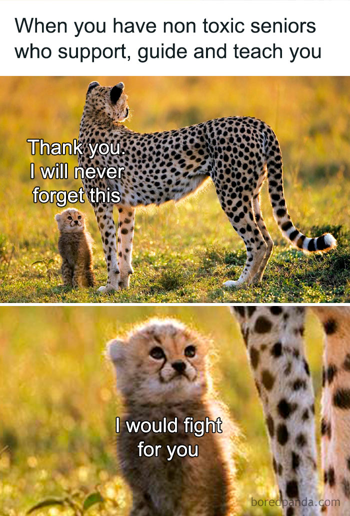 Work-related humor meme with a supportive cheetah and cub, expressing gratitude and loyalty.