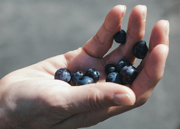 Hand holding blueberries, symbolizing diets.
