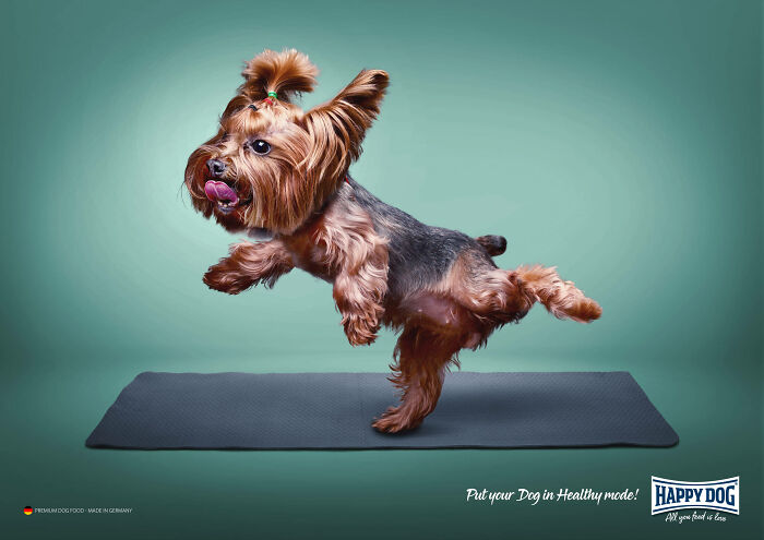 Yorkshire Terrier mid-action on a yoga mat promoting a canine campaign.