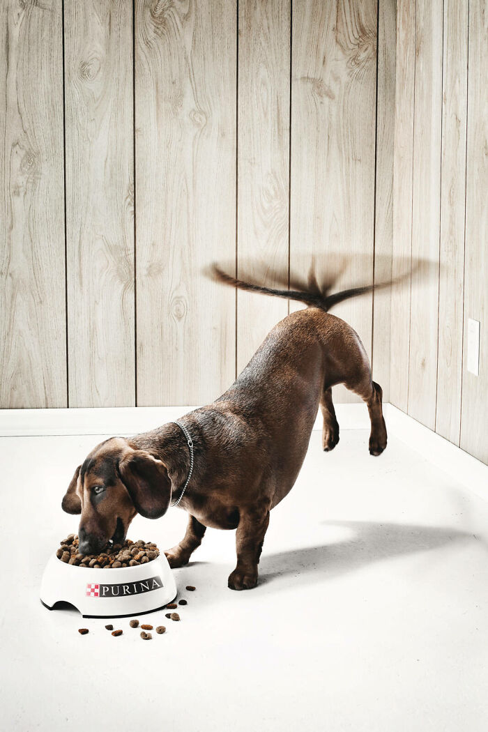 Dog enjoying Purina, wagging tail in a wooden room, part of a memorable canine campaign.