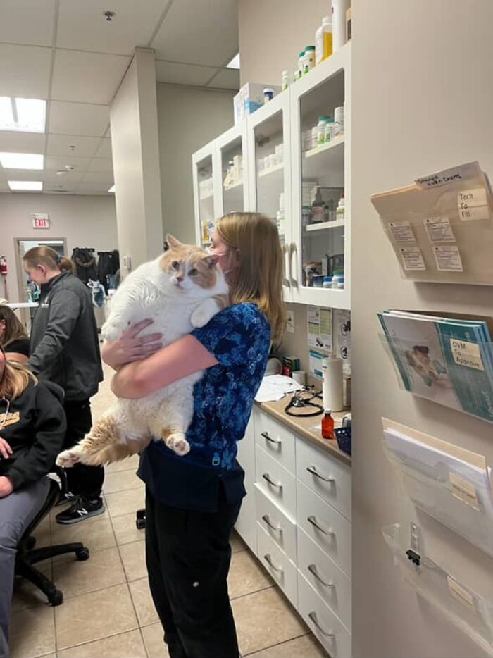 Woman holding a large cat in a veterinary clinic, showcasing his weight transformation. Woman holding a large cat in a veterinary clinic, showcasing his weight transformation.