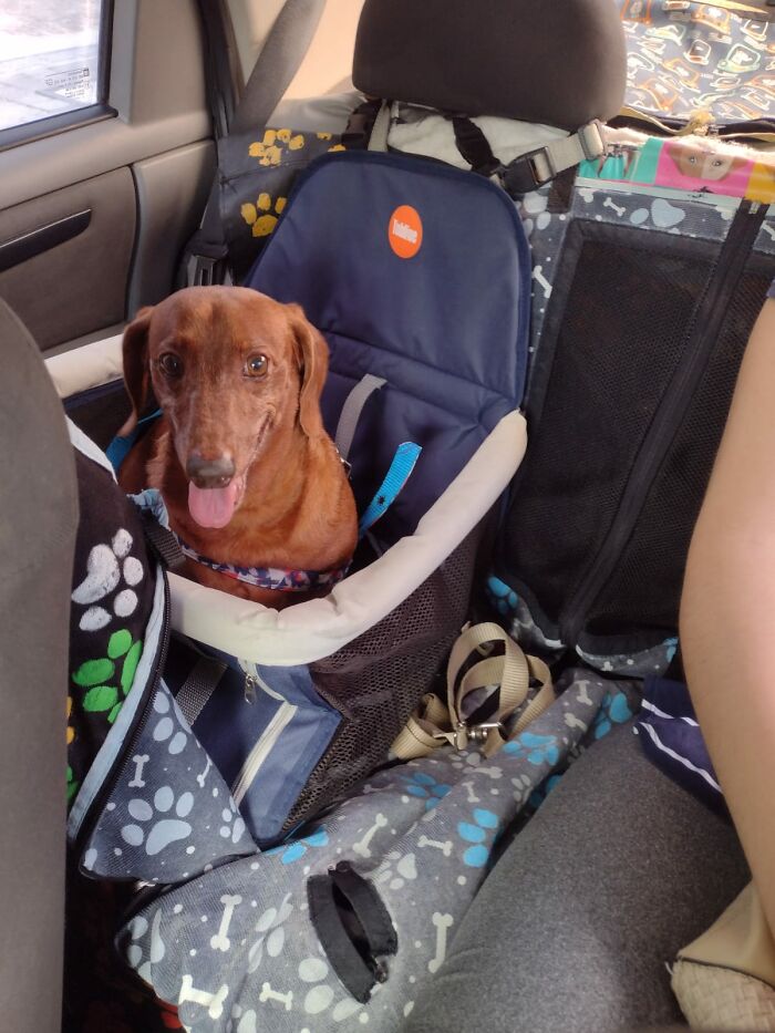 Dog sitting in a car seat, part of a pet taxi business, surrounded by paw-print patterns and safety harnesses.