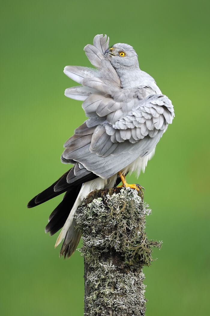 Majestic bird perched with wings spread, captured by Jose Manuel Grandío.