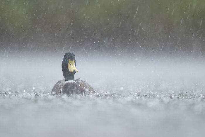 A duck swimming in the rain, captured by Jose Manuel Grandío, showcasing the majestic world of birds.