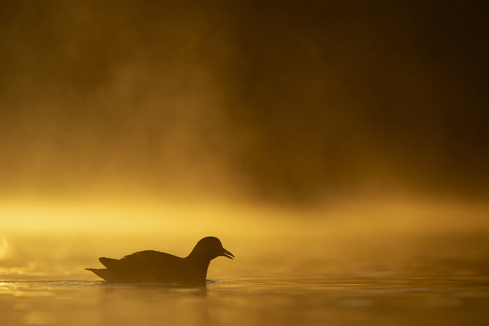 Bird silhouette at sunrise, captured by Jose Manuel Grandío, showcasing the majestic world of birds.