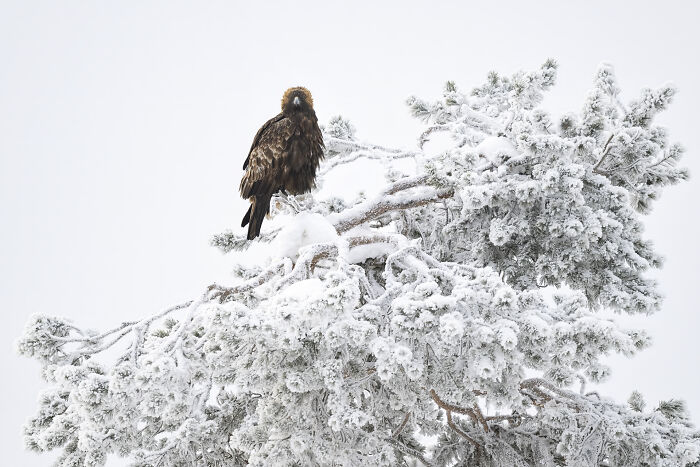 A majestic bird perched on a snow-covered tree, showcasing stunning wildlife photography by Jose Manuel Grandío.
