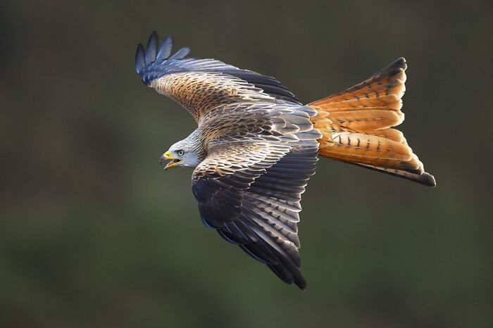 Majestic bird in flight, captured by Jose Manuel Grandío, showcasing the beauty of avian wildlife.
