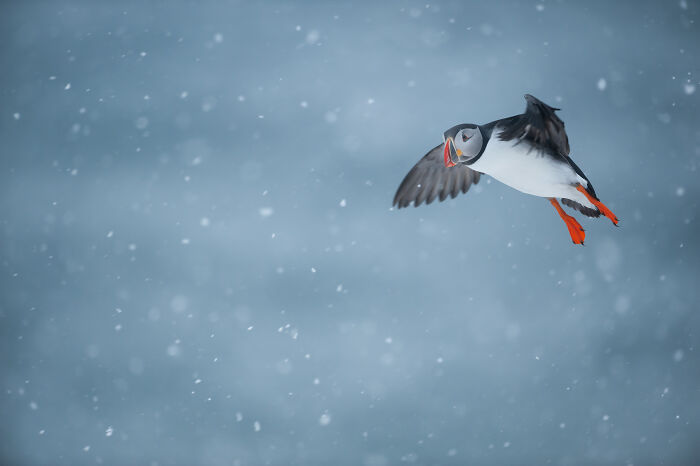 A puffin captured mid-flight against a snowy background by Jose Manuel Grandío, showcasing the majestic world of birds.