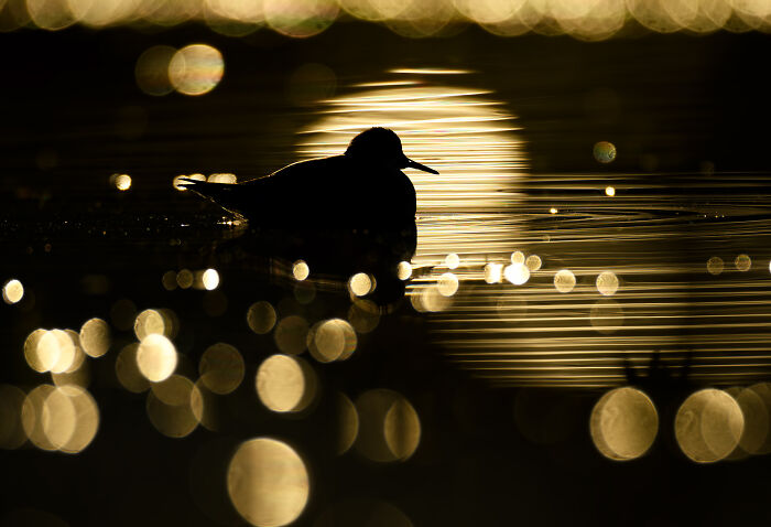 Bird silhouette in shimmering water, captured by Jose Manuel Grandío, showcasing the majestic world of birds.