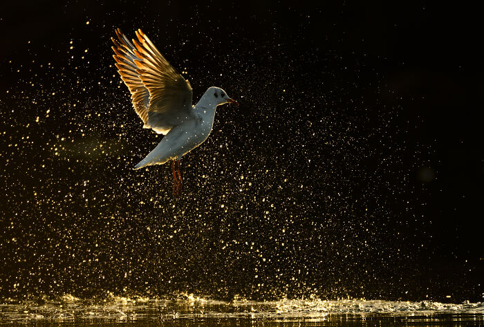 A bird captured mid-flight by Jose Manuel Grandío, illuminated against a backdrop of sparkling water droplets.