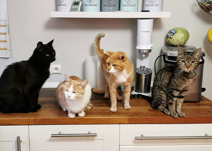 Four cats sitting on a kitchen counter, highlighting a story about revenge and neighbor disputes.