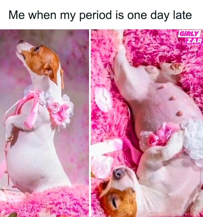 Dog dressed up humorously with flowers and ribbons, mimicking pregnancy, embodying period meme humor.