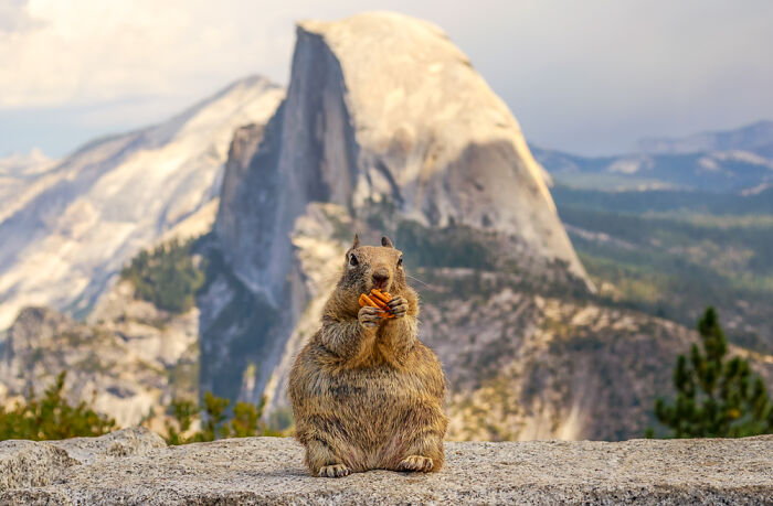 Squirrel eating a snack in front of a mountain, showcasing stunning nature and wildlife photography.
