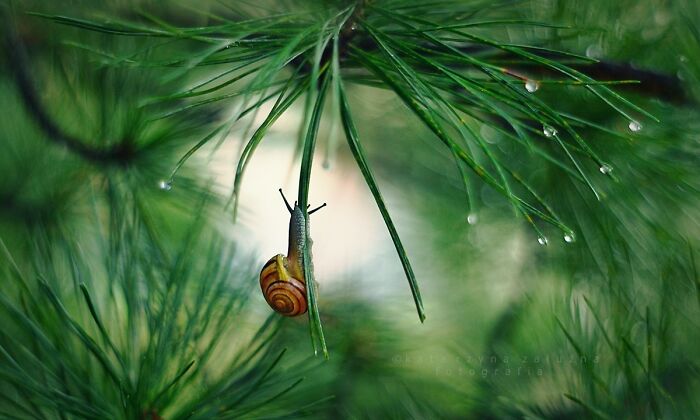 Snail on a pine needle surrounded by nature, with dew drops glistening in the green background.