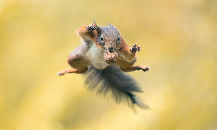 Squirrel mid-air holding a nut, showcasing top nature and animal photography in vibrant detail.