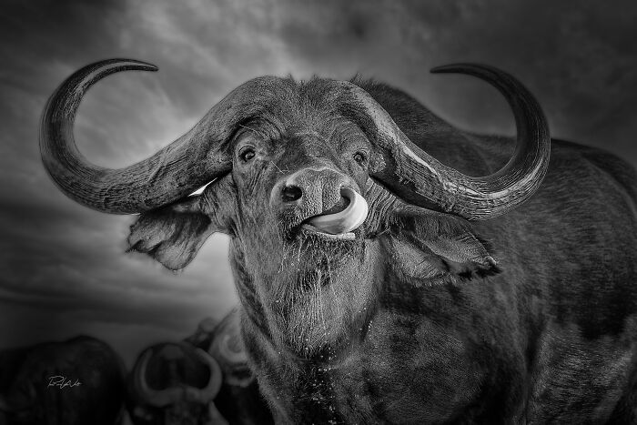 Majestic buffalo with large horns in black and white, showcasing stunning nature photography.