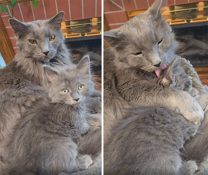 Two fluffy gray cats cuddling by a fireplace, illustrating a heartwarming moment of animal adoption.