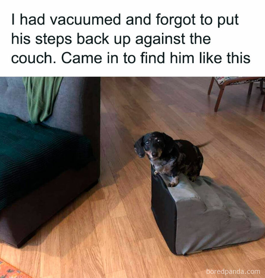 Dog stuck on ottoman after couch steps removed, relatable meme moment.