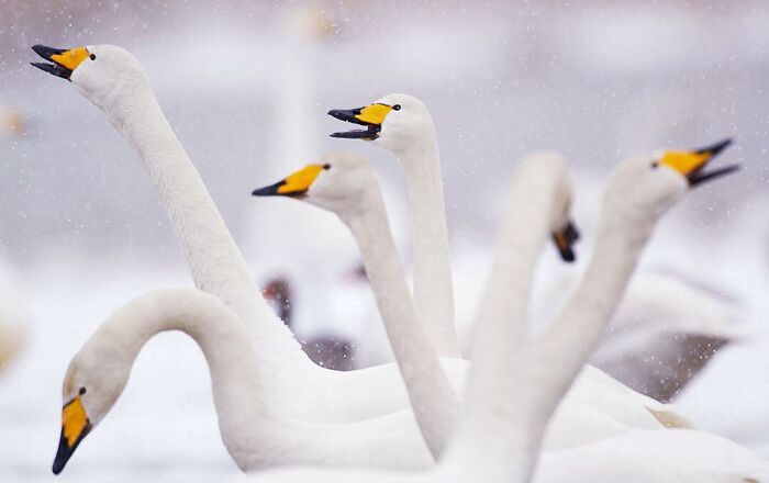 Wildlife moment with swans in snowy landscape, captured by a photographer traveling globally.