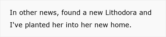 Text about finding a new Lithodora plant and planting it in its new home.