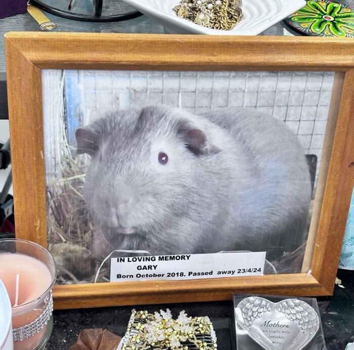 In loving memory of a guinea pig in a frame, a unique secondhand shop treasure.