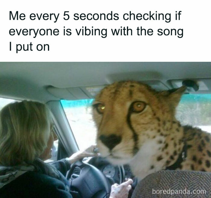 A humorous meme showing a cheetah in a car, capturing the randomness of song choice evaluations.