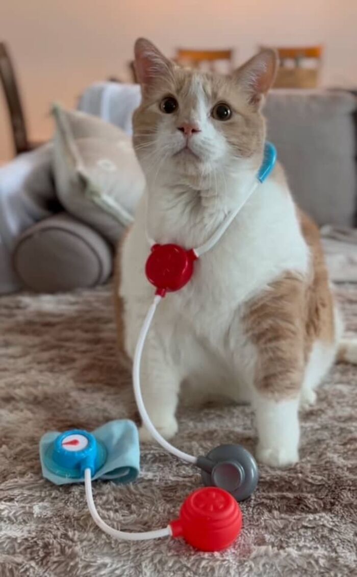 Overweight cat with medical toys, now healthier and looking normal, sitting on a couch. Overweight cat with medical toys, now healthier and looking normal, sitting on a couch.