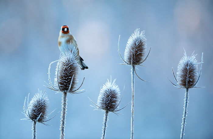 Frost-covered teasels with a perched bird, captured by Jose Manuel Grandío in a stunning depiction of bird photography.
