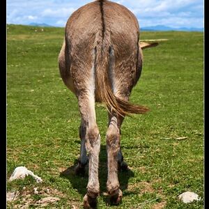 joannavanengen avatar