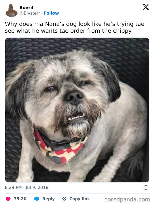 Dog with a humorous expression, resembling a classic Scottish sense of humor, sitting on a chair.