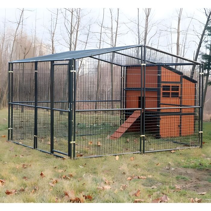 Wooden chicken coop with ramp inside a large metal enclosure on grass in a wooded outdoor area.