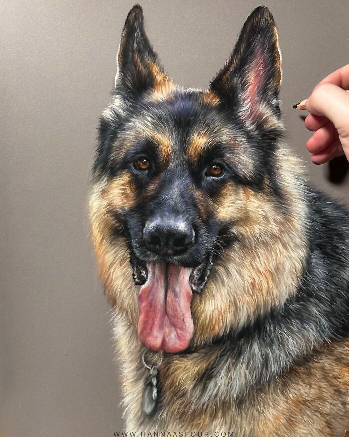 Realistic pet portrait of a German Shepherd, drawn with pencils by Hanna Asfour.