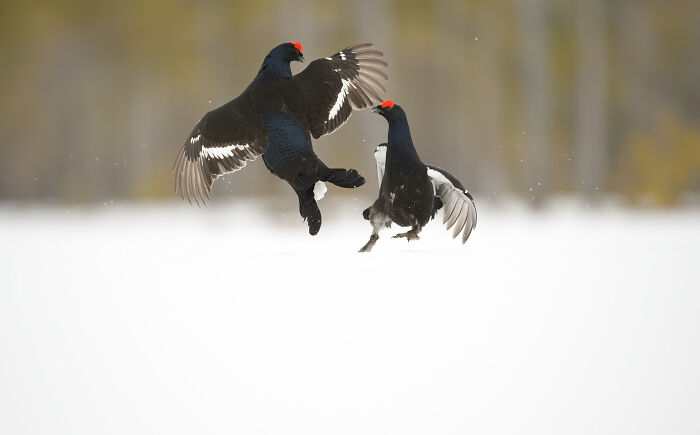 Two black grouse in mid-air clash, captured by Jose Manuel Grandío, showcasing the majestic world of birds.