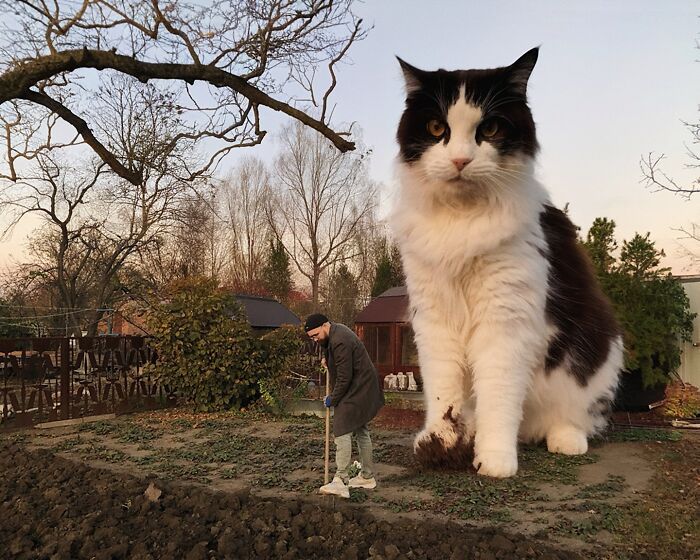 Person gardening beside a giant cat in surreal photoshopped scene.