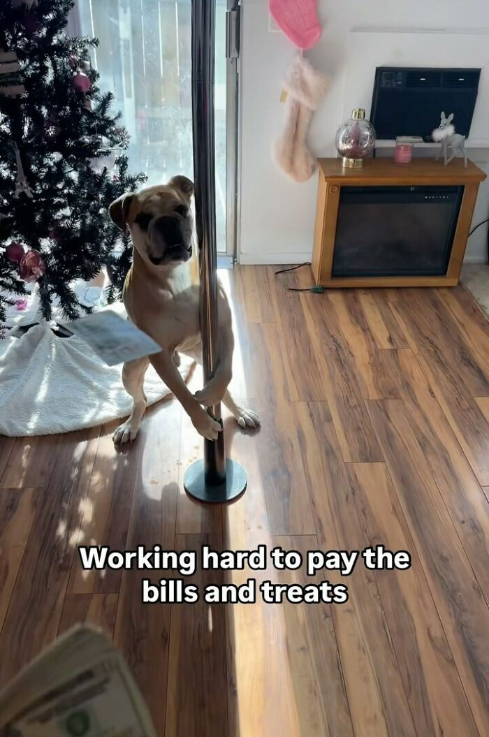 Dog playfully holding a pole near a Christmas tree, with meme text about working hard for treats.