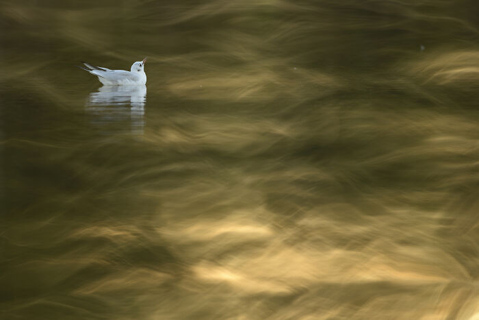 A white bird gracefully floats on golden water, captured by Jose Manuel Grandío.